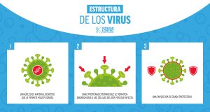 extrutura de los virus