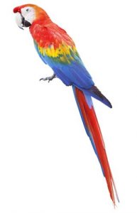 Reloj en homenaje a la guacamaya colombiana, proyecto de la clase Diseño de Producto22